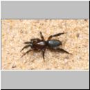 Zelotes electus - Plattbauchspinne 01 4mm - Sandgrube Niedringhaussee.jpg